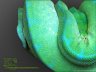 Baumpython High Yellow Blue Line  - 